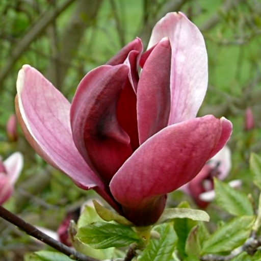 Fragranza--Magnolia