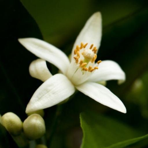 Fragranza Fiori d'Arancio