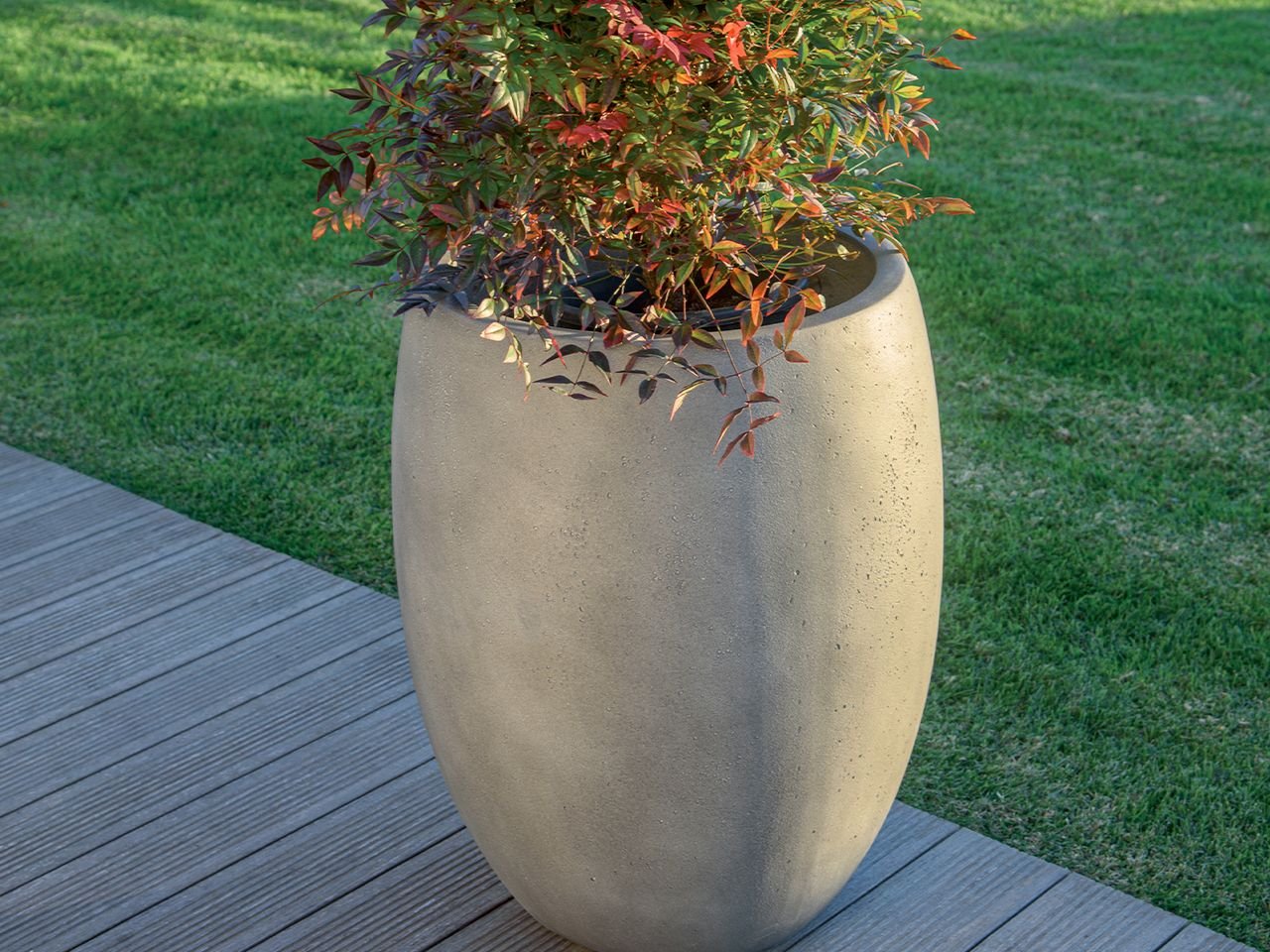 Vaso Cisa -1